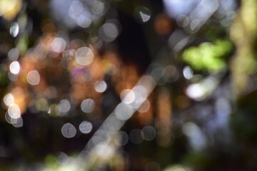 Nature Bokeh green brown white