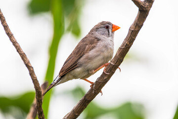 The Sunda zebra finch (Taeniopygia guttata) is a species of bird in the family Estrildidae