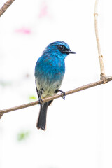 The indigo flycatcher (Eumyias indigo) is a species of bird in the Old World flycatcher family Muscicapidae. It is found in Indonesia