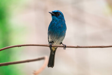 The indigo flycatcher (Eumyias indigo) is a species of bird in the Old World flycatcher family Muscicapidae. It is found in Indonesia