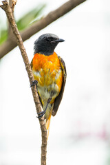 Fototapeta premium The small minivet (Pericrocotus cinnamomeus) is a small passerine bird. This minivet is found in tropical southern Asia