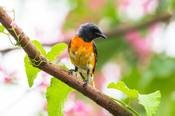 The small minivet (Pericrocotus cinnamomeus) is a small passerine bird. This minivet is found in tropical southern Asia