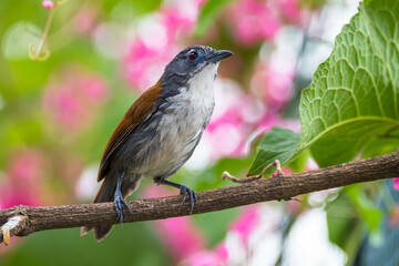 The white-breasted babbler (Stachyris grammiceps) is a species of bird in the family Timaliidae. It is endemic to the island of Java in Indonesia - obrazy, fototapety, plakaty