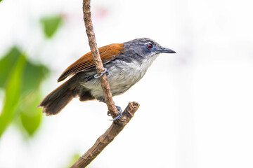 The white-breasted babbler (Stachyris grammiceps) is a species of bird in the family Timaliidae. It is endemic to the island of Java in Indonesia