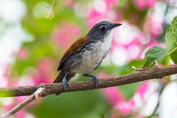 The white-breasted babbler (Stachyris grammiceps) is a species of bird in the family Timaliidae. It is endemic to the island of Java in Indonesia