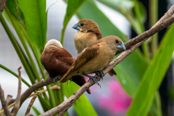 The white-headed munia (Lonchura maja) is a species of estrildid finch