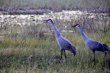 grey crowned crane in the wild