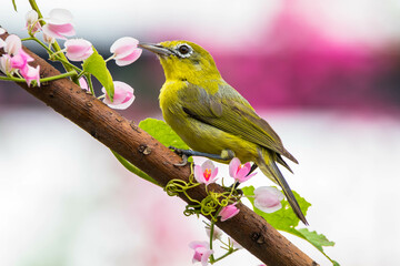 The Javan white-eye (Zosterops flavus) is a bird species in the family Zosteropidae that occurs in Java and Borneo