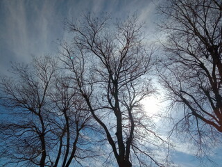 cloudy sky with tree branches 