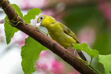 The Javan white-eye (Zosterops flavus) is a bird species in the family Zosteropidae that occurs in Java and Borneo