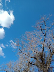 tree in the sky