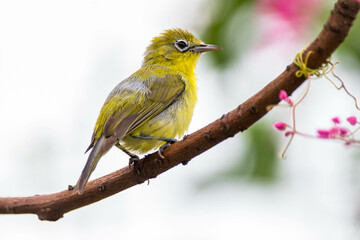 Fototapeta premium The Javan white-eye (Zosterops flavus) is a bird species in the family Zosteropidae that occurs in Java and Borneo