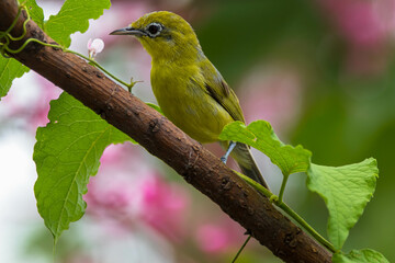 The Javan white-eye (Zosterops flavus) is a bird species in the family Zosteropidae that occurs in Java and Borneo