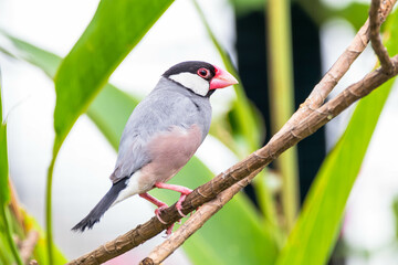 The Java sparrow (Padda oryzivora), also known as Java finch, Java rice sparrow or Java rice bird, is a small passerine bird