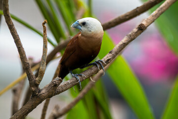 The white-headed munia (Lonchura maja) is a species of estrildid finch