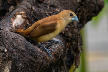 The white-headed munia (Lonchura maja) is a species of estrildid finch