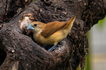 The white-headed munia (Lonchura maja) is a species of estrildid finch