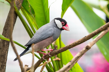 The Java sparrow (Padda oryzivora), also known as Java finch, Java rice sparrow or Java rice bird, is a small passerine bird