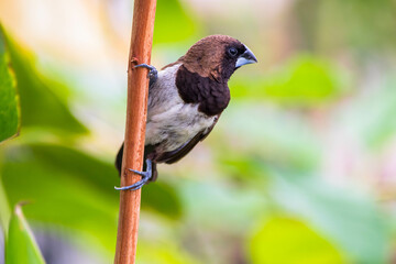 The Javan munia (Lonchura leucogastroides) is a species of estrildid finch native to southern Sumatra, Java, Bali and Lombok islands in Indonesia