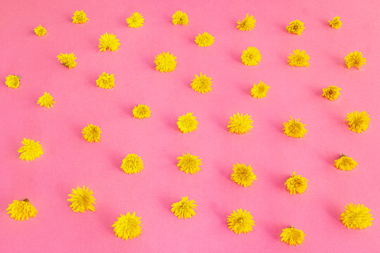 Pattern photo with fresh yellow dandelions on a pink background