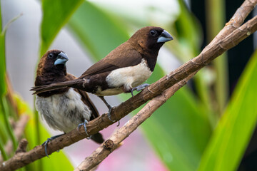 The Javan munia (Lonchura leucogastroides) is a species of estrildid finch native to southern Sumatra, Java, Bali and Lombok islands in Indonesia