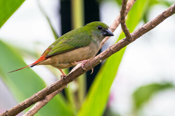 The pin-tailed parrotfinch (Erythrura prasina) is a common species of estrildid finch found in Southeast Asia