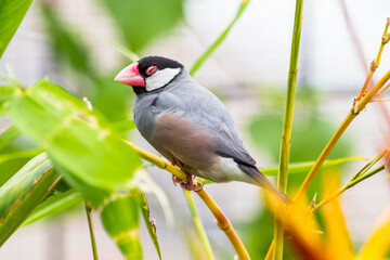 The Java sparrow (Padda oryzivora), also known as Java finch, Java rice sparrow or Java rice bird, is a small passerine bird