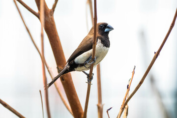The Javan munia (Lonchura leucogastroides) is a species of estrildid finch native to southern Sumatra, Java, Bali and Lombok islands in Indonesia
