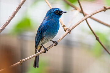 The indigo flycatcher (Eumyias indigo) is a species of bird in the Old World flycatcher family...