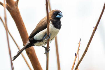 The Javan munia (Lonchura leucogastroides) is a species of estrildid finch native to southern Sumatra, Java, Bali and Lombok islands in Indonesia