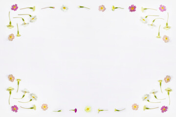 Obraz na płótnie Canvas Natural spring wildflowers border frame with copy space, flat lay on white background. Spring floral pattern, delicate primrose flowers, mother day, easter, wedding background concept.