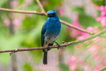 The indigo flycatcher (Eumyias indigo) is a species of bird in the Old World flycatcher family Muscicapidae. It is found in Indonesia