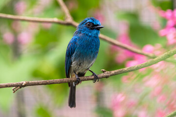 The indigo flycatcher (Eumyias indigo) is a species of bird in the Old World flycatcher family Muscicapidae. It is found in Indonesia