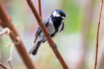 The great tit (Parus major) is a passerine bird in the tit family Paridae