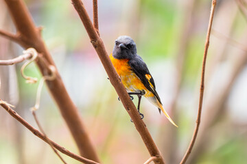 The small minivet (Pericrocotus cinnamomeus) is a small passerine bird. This minivet is found in tropical southern Asia