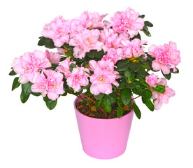 Azalée japonaise rose	en pot