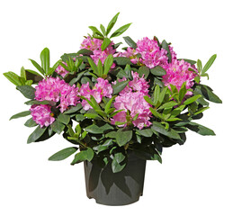Rhododendron rose en pot	