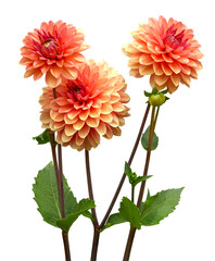 Dahlia rose saumoné	