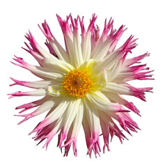 Fleur de Dahlia cactus blanc et rose	