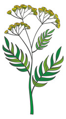 Yarrow plant. Blooming herb color botanical illustration