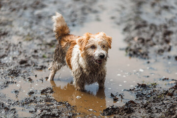 Dog in a puddle. A dirty Jack Russell Terrier puppy stands in the mud on the road. Wet ground after...