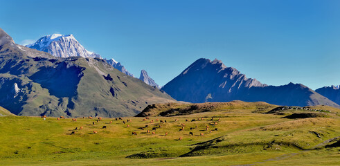 Fototapeta premium alpine landscape with snowy peak mountain and livestok of cows grazing in a meadow under blue sky