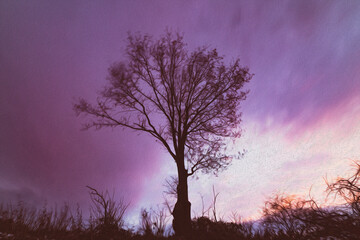 Obraz na płótnie Canvas concept of postcard with lone tree at evening