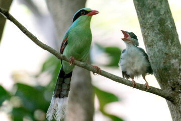 red headed wood green magpie, hazarikhil forest, CHATTOGRAM bANGLADESHpecker