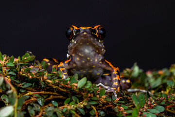 Striped Stream Frog (Pulchrana signata)