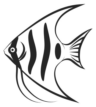 recommend clip art: Angelfish drawing. Tropical aquarium fish black icon