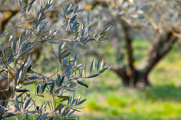 Campo de olivos al amancer en primavera (campo, agricultura)