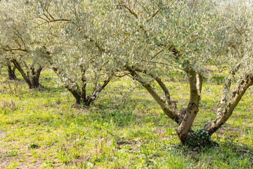 Campo de olivos al amancer en primavera (campo, agricultura)