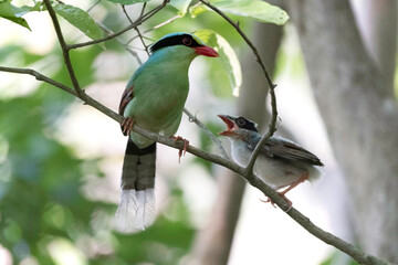 red headed wood green magpie, hazarikhil forest, CHATTOGRAM bANGLADESHpecker