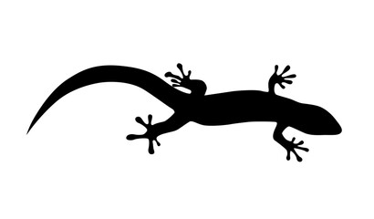 Lizard illustration on white background